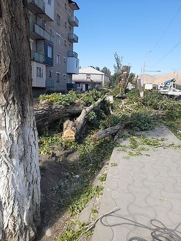 Спил деревьев, заготовка дров: Спил дерево 🌲 опытный пилшик бак кыйабыз отун аралайбыз Терек тополь — 9