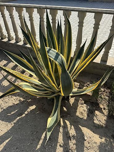 tikanlı bitkilər: Agave americana ‘Variegata’ – dekorativ sukulent - Növ: Agave — 4