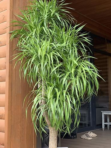 сансевиерия: Драцена деремская (Dracaena deremensis), крупное комнатное дерево в — 2