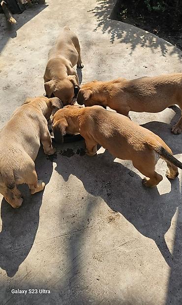 Продажа собак: Щенки смешанной породы - Окрас: рыжий/палевый с тёмной мордочкой. - — 3