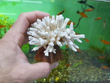 kompressor akvarium: 4 ədəd akvarium koralları . Cəmi = 40 azn şəkillərə baxın. ünvan  — 3