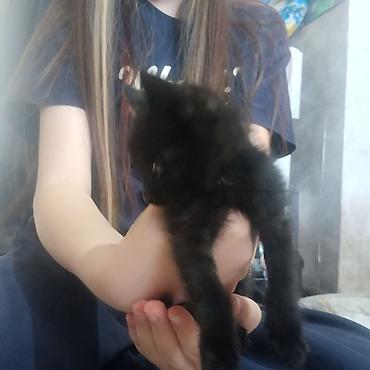 живой вес: Кошка даром: Беспородная, 1 месяц, Мальчик, Приучена к лотку — 2