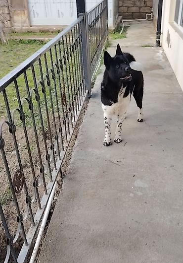 alman itleri: Akita-inu, 2 il, Erkək, Cütləşmə üçün, Pulsuz çatdırılma — 2