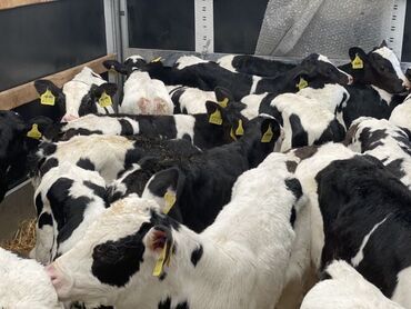 дойный коров: Сатам | Уй (ургаачы), Бука (эркек), Кунаажын | Айршир, Аргын, Монбельярд