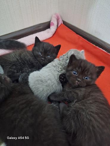 Кошки: Шотландская, Платная доставка, Самовывоз — 5
