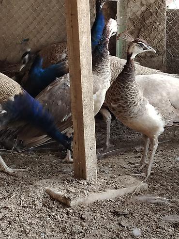 ov quşları: Balası satilir mehdabad. qıymət yaşına görə dəyısır 50 təzə — 9