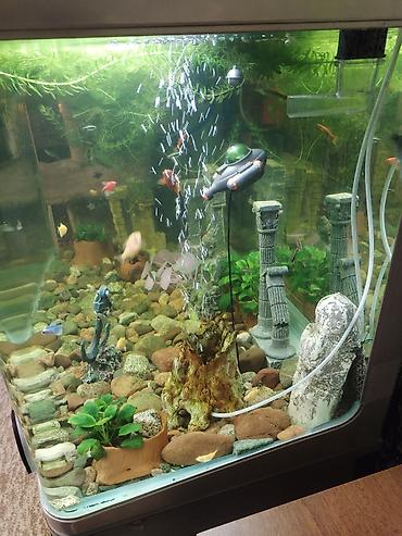 Аквариумы: Заводской аквариум на 250 литров, полностью укомплектован с рыбками и — 12