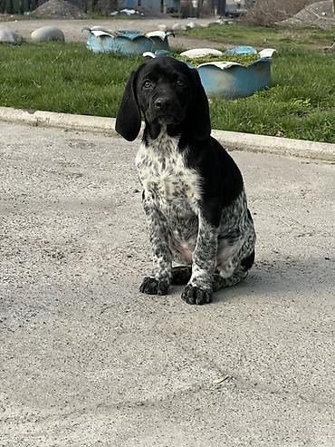 Продажа собак: Продаются щенки курцхаара. Дата рождения: 12 января 2026 г. Порода — 11