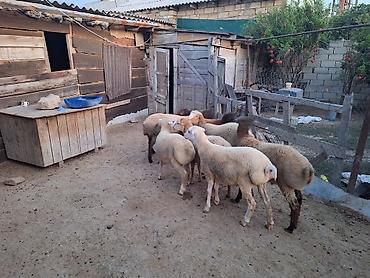 Qoyunlar, qoçlar: Cəmi 8 quzdu 2si erkəkdi 6sı dişi bordağ quzulardı super kökdülər — 2