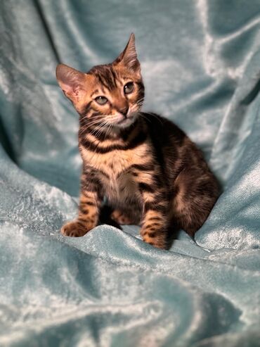 Продажа кошек: Бенгальская, 2 месяца, Девочка, Шоколадный, Приучена к лотку, Проглистована, С документами — 25