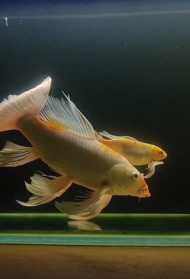 betta balıq: Diqqət: Balaları satılır Şekilde olan balıqlar böyük olanlara aiddir — 3