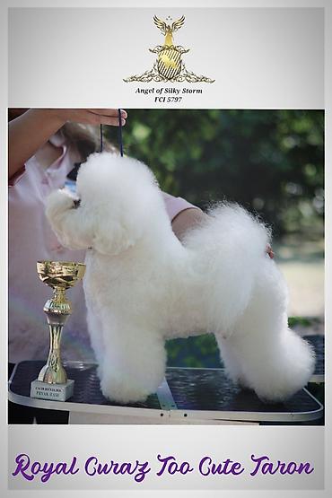 cane corso štenci: Odgajivačnica kovrdžavih bišona Angel of Silky Storm, leglo „P“ 2 — 4