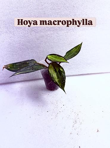 Хойи: Хойя (Hoya) Nui 400 сом( Hoya macrophylla 250 сом Хойя — 17