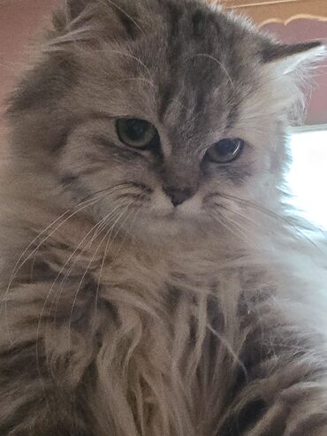 Pişiklər: Şinşilla, Dişi, Ünvandan götürmə — 9