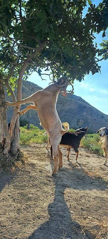 disi keci: 1 yaş 2 aylığ hələb təkəsi — 1