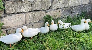 kənd təsərrüfatı heyvanları: Salam,kalduk ördəkləri satılır.Ağ rəngli kiçik mini — 1