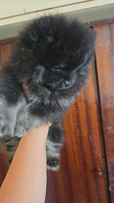 İtlər: Şpitz, 2 ay, Ödənişli çatdırılma — 9