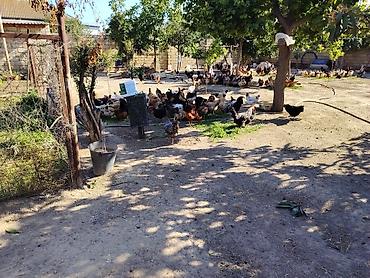 heleb kecileri satilir: Kənd yumurtası 25 qəpiyə Novxanı dadı. Hər gün 70-80 yumurta olur — 2