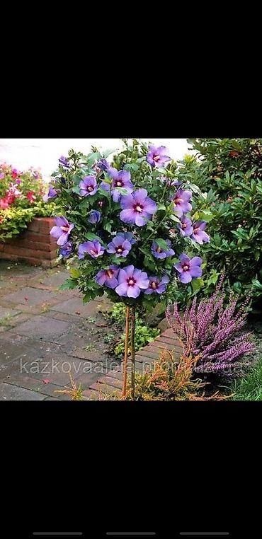 Сирень: Саженцы сирени белые и синие 150-250 сом также есть Сирийские розы — 11