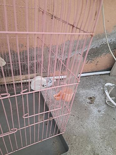 Qəfəslər: Qəfəs və aksesuar dəsti – xırda ev quşları üçün - Ölçü: orta həcmli — 8
