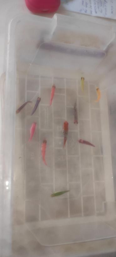 balığ yemi: Glofish, Sülhsevər — 2
