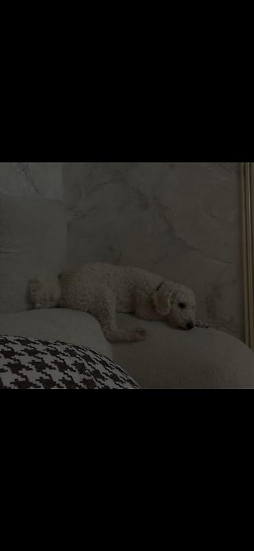 Собаки: Пудель — 2
