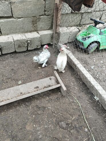 kucinka toyuqlari: Toyuq, Damazlıq