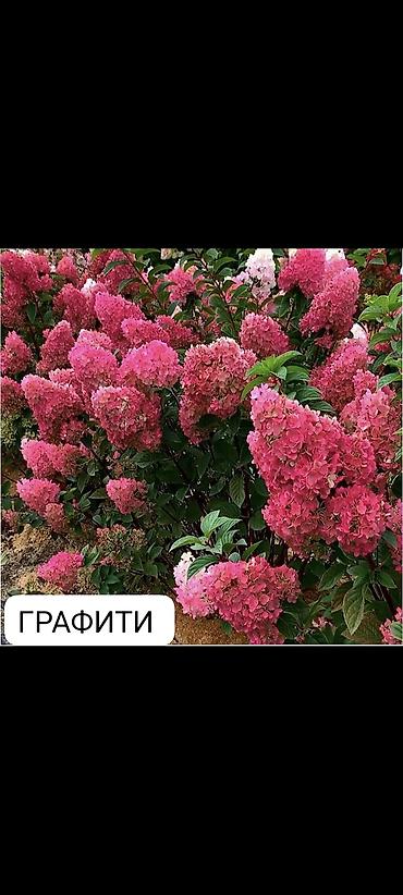 Гортензия: Саженцы — 17