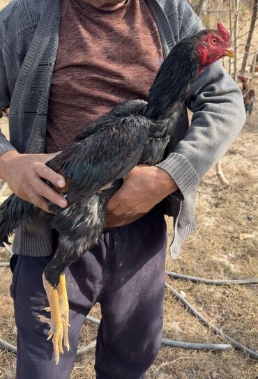 усыпление животных бишкек: Сатам | Короздор | Тебиштирүүчү, Дакан | Көбөйтүү үчүн