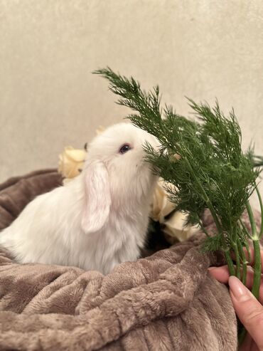 Грызуны: ❤️Подари любимому человеку радость🥰 вислоухие крольчата 🐰🎁