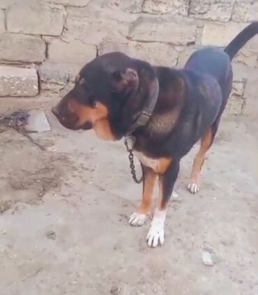 quru pişik yemi: Самка