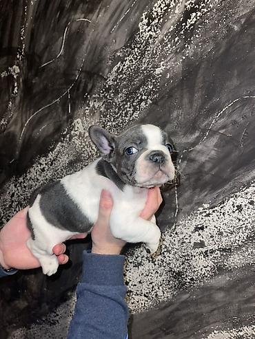 kucne kosnice: Francuski bulldog štene, jedinstven merle šare. Kompaktno, snažno — 5