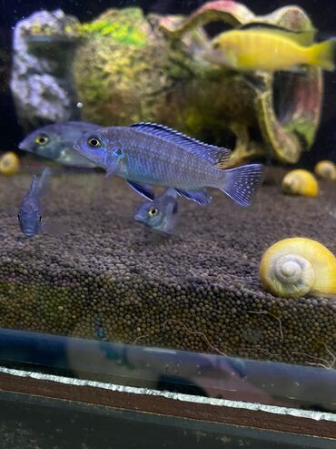 Аквариумы: Green Aqua — рыбки и растения для аквариума 🐟🌿 ▪️ Пресноводные рыбки и — 15