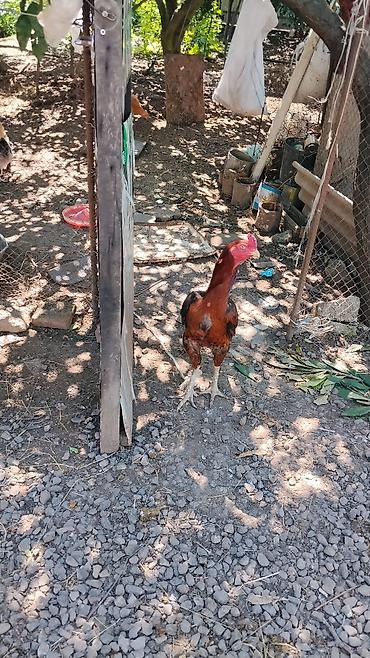 broiler toyuq satisi: Məhsul: Qırmızı-qara rəngli ev xoruzu Təsvir: - Uzun boyunlu, güclü — 3