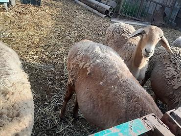 продаю животных: Продаю | Овца (самка) | Арашан | Для разведения | Племенные — 8