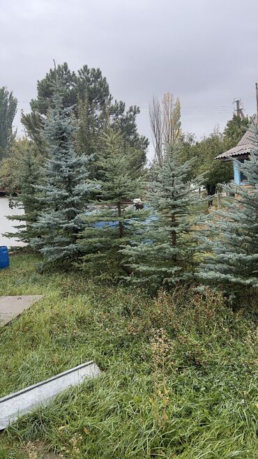 детский письменный стол бишкек: Голубой ель 🌲 
Ухоженные
3 метра и выше