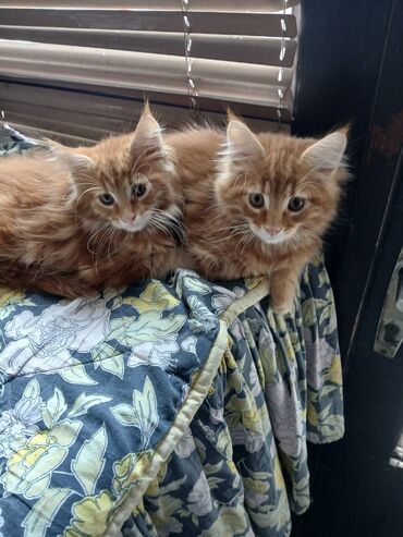 Mačke: Mace dugodlake – leglo prelepih mačića - Tip: kućne mačke dugodlake — 11