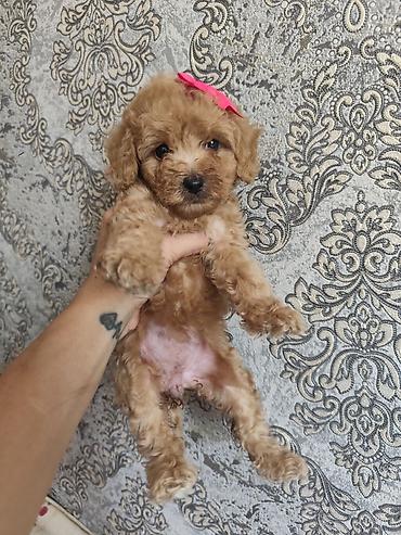 pudel satilir: Pudel, 2 ay, Ödənişli çatdırılma — 10