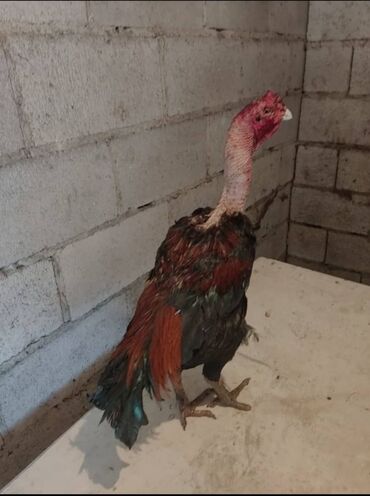 собака доберман сколько стоит: Сатам | Короздор | Тебиштирүүчү | Көбөйтүү үчүн