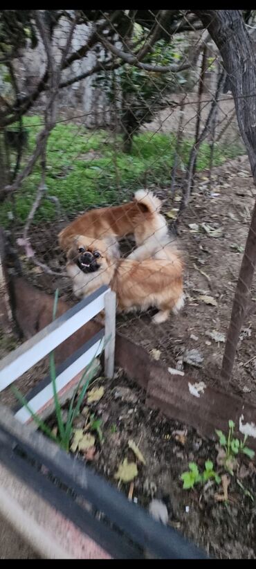 İtlər: Pekines, 1 il, Dişi, Peyvəndli, Ünvandan götürmə — 9