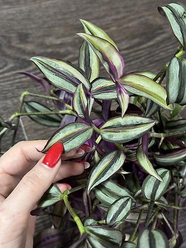 Другие комнатные растения: Добрый день! В продаже комнатные растения: Сингониумы - конфетти — 28