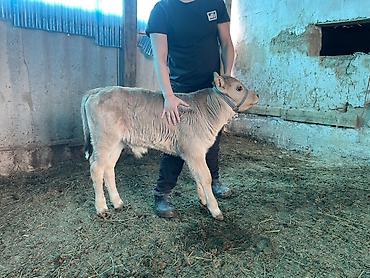 Коровы, быки: Продаю | Музоо, торпок | Полукровка | На откорм | Племенные — 14