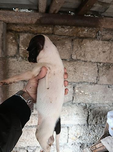 şpis itler: Pitbul, 1 ay, Erkək, Ödənişli çatdırılma — 9
