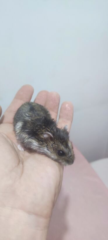 Gəmiricilər: Kiçik, boz-ağ rəngli hamster. Evdə saxlamaq üçün əlverişlidir, sakit lalafo.az -da Gəmiricilər: Kiçik, boz-ağ rəngli hamster. Evdə saxlamaq üçün əlverişlidir, sakit