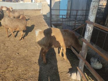 Бараны, овцы: Продаю | Баран (самец) | Арашан | Для разведения | Племенные — 10