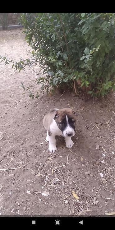 çau çau köpek: Alabay — 4