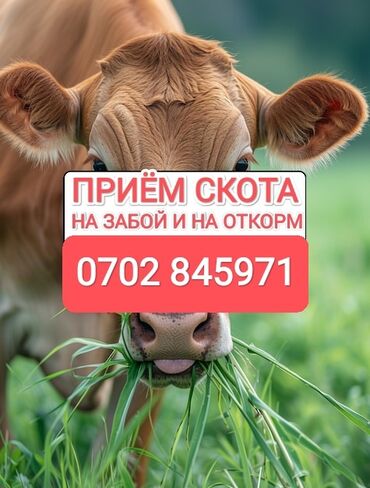 продам сельхоз животных: Куплю | Коровы, быки, Лошади, кони, Другие с/х животные | Круглосуточно, Любое состояние, Забитый