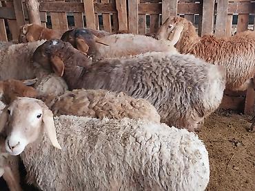 Баран, овца: Продаю | Баран (самец) | Для разведения | Матка — 5