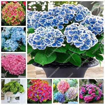 Semena i sadnice: Hortenzija seme
Cena:650din/5semenki — 4