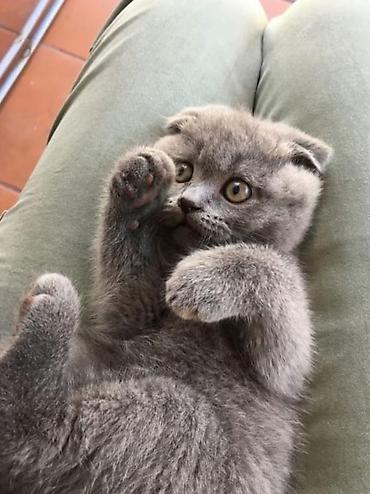 Кошки: Шотландская вислоухая — 1